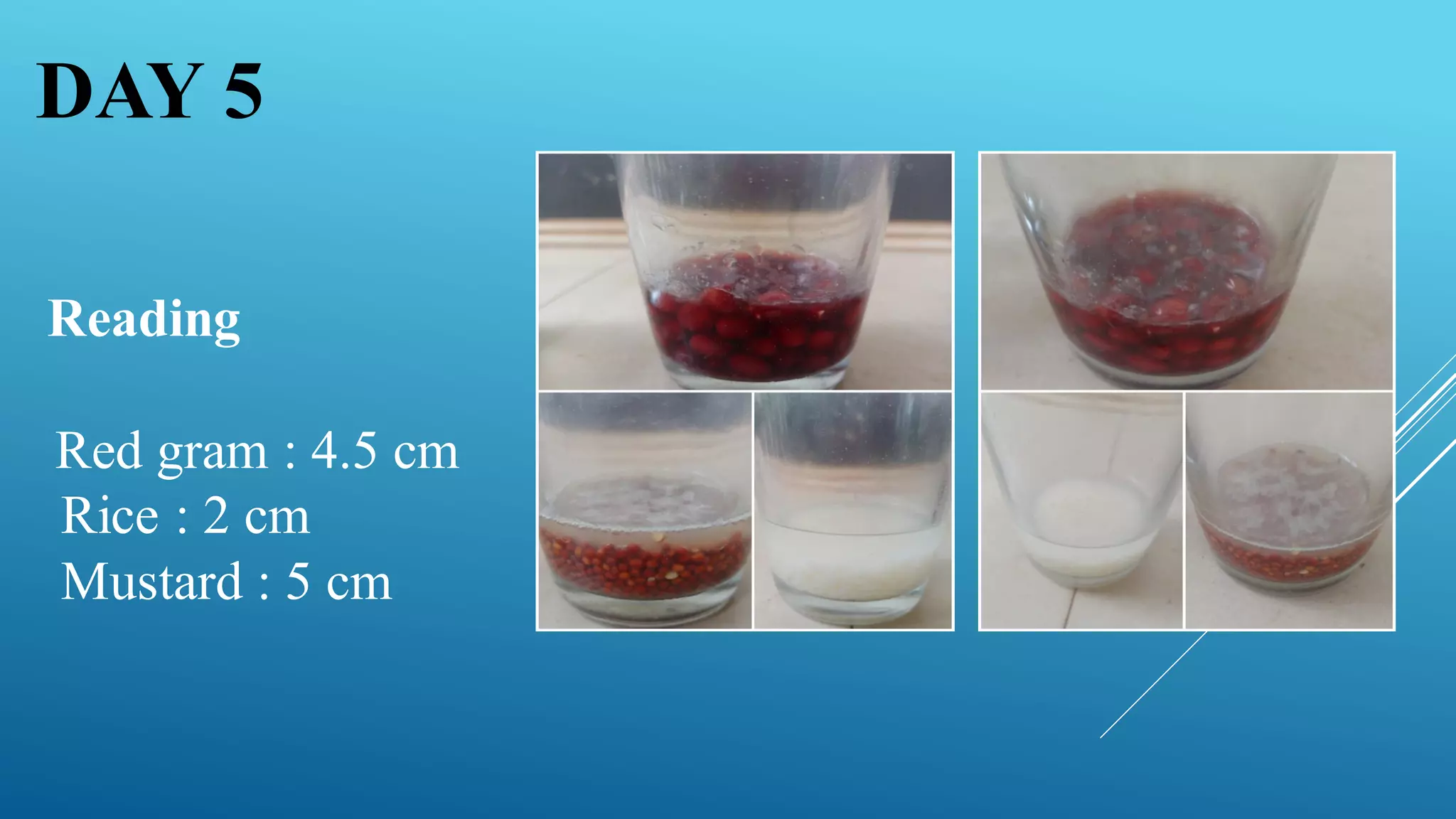 Reading
Red gram : 4.5 cm
Rice : 2 cm
Mustard : 5 cm
DAY 5
 