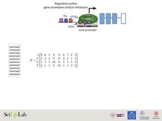 14
TFs
Regulatory acƟve
gene promoters and/or enhancers
Core promoter Core promoter
NDR
GTFs
RNAPII RNAPII
)
)
(B)
(i) Silent state
Enhancer
(ii) SƟmulus-in
Enhancer
(iii) Lagged ge
(i) (ii)
Enhancer
w
RNAPII
transcripƟon
Low abundance
of factors
InacƟve
regulatory
element
AcƟve regulatory element
Promoter strength and/or transcripƟonal level
High
High abundance
of factors
1. Active regulatory elements are divergently transcribed. (A) Both regulatory active gene promoters and gene-distal enhance
II) recruitment and transcription initiation are mediated by general transcription factors (GTFs) binding core promoter re
somes. This is facilitated by transcription factors (TFs), which often bind proximal to core promoters. Transcription often initiat
ucleosome-depleted region (NDR). (B) Gene expression is often preceded by, or changes concurrently with, changes in
xpressed) state (i), enhancers and promoters may, or may not, bind RNAPII. Upon stimulus (ii), transcriptional activity at enhance
ocal transcription and increases in RNAPII recruitment at the target gene promoter. (iii) Gene expression may lag behind trans
 