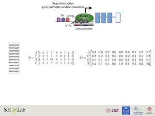 15
TFs
Regulatory acƟve
gene promoters and/or enhancers
Core promoter Core promoter
NDR
GTFs
RNAPII RNAPII
)
)
(B)
(i) Silent state
Enhancer
(ii) SƟmulus-in
Enhancer
(iii) Lagged ge
(i) (ii)
Enhancer
w
RNAPII
transcripƟon
Low abundance
of factors
InacƟve
regulatory
element
AcƟve regulatory element
Promoter strength and/or transcripƟonal level
High
High abundance
of factors
1. Active regulatory elements are divergently transcribed. (A) Both regulatory active gene promoters and gene-distal enhance
II) recruitment and transcription initiation are mediated by general transcription factors (GTFs) binding core promoter re
somes. This is facilitated by transcription factors (TFs), which often bind proximal to core promoters. Transcription often initiat
ucleosome-depleted region (NDR). (B) Gene expression is often preceded by, or changes concurrently with, changes in
xpressed) state (i), enhancers and promoters may, or may not, bind RNAPII. Upon stimulus (ii), transcriptional activity at enhance
ocal transcription and increases in RNAPII recruitment at the target gene promoter. (iii) Gene expression may lag behind trans
 