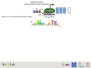 16
TFs
Regulatory acƟve
gene promoters and/or enhancers
Core promoter Core promoter
NDR
GTFs
RNAPII RNAPII
)
)
(B)
(i) Silent state
Enhancer
(ii) SƟmulus-in
Enhancer
(iii) Lagged ge
(i) (ii)
Enhancer
w
RNAPII
transcripƟon
Low abundance
of factors
InacƟve
regulatory
element
AcƟve regulatory element
Promoter strength and/or transcripƟonal level
High
High abundance
of factors
1. Active regulatory elements are divergently transcribed. (A) Both regulatory active gene promoters and gene-distal enhance
II) recruitment and transcription initiation are mediated by general transcription factors (GTFs) binding core promoter re
somes. This is facilitated by transcription factors (TFs), which often bind proximal to core promoters. Transcription often initiat
ucleosome-depleted region (NDR). (B) Gene expression is often preceded by, or changes concurrently with, changes in
xpressed) state (i), enhancers and promoters may, or may not, bind RNAPII. Upon stimulus (ii), transcriptional activity at enhance
ocal transcription and increases in RNAPII recruitment at the target gene promoter. (iii) Gene expression may lag behind trans
Stormo,	G.	D.	et	al.	Nucleic	Acids	Research	(1982)
 