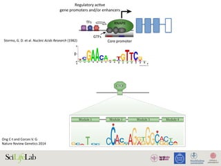 17
TFs
Regulatory acƟve
gene promoters and/or enhancers
Core promoter Core promoter
NDR
GTFs
RNAPII RNAPII
)
)
(B)
(i) Silent state
Enhancer
(ii) SƟmulus-in
Enhancer
(iii) Lagged ge
(i) (ii)
Enhancer
w
RNAPII
transcripƟon
Low abundance
of factors
InacƟve
regulatory
element
AcƟve regulatory element
Promoter strength and/or transcripƟonal level
High
High abundance
of factors
1. Active regulatory elements are divergently transcribed. (A) Both regulatory active gene promoters and gene-distal enhance
II) recruitment and transcription initiation are mediated by general transcription factors (GTFs) binding core promoter re
somes. This is facilitated by transcription factors (TFs), which often bind proximal to core promoters. Transcription often initiat
ucleosome-depleted region (NDR). (B) Gene expression is often preceded by, or changes concurrently with, changes in
xpressed) state (i), enhancers and promoters may, or may not, bind RNAPII. Upon stimulus (ii), transcriptional activity at enhance
ocal transcription and increases in RNAPII recruitment at the target gene promoter. (iii) Gene expression may lag behind trans
Stormo,	G.	D.	et	al.	Nucleic	Acids	Research	(1982)
TFIIIC
B box
Cohesin
Pol III
Enhancer
Condensin
tRNA gene
and SINE
CTCFCTCF
Module 2Module 1 Module 3 Module 4
CTCF
ETC locus
REVIEWS
Ong	C-t	and	Corces	V.	G.	
Nature	Review	Genetics	2014	
 