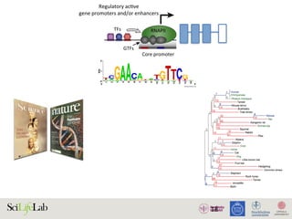 18
TFs
Regulatory acƟve
gene promoters and/or enhancers
Core promoter Core promoter
NDR
GTFs
RNAPII RNAPII
)
)
(B)
(i) Silent state
Enhancer
(ii) SƟmulus-in
Enhancer
(iii) Lagged ge
(i) (ii)
Enhancer
w
RNAPII
transcripƟon
Low abundance
of factors
InacƟve
regulatory
element
AcƟve regulatory element
Promoter strength and/or transcripƟonal level
High
High abundance
of factors
1. Active regulatory elements are divergently transcribed. (A) Both regulatory active gene promoters and gene-distal enhance
II) recruitment and transcription initiation are mediated by general transcription factors (GTFs) binding core promoter re
somes. This is facilitated by transcription factors (TFs), which often bind proximal to core promoters. Transcription often initiat
ucleosome-depleted region (NDR). (B) Gene expression is often preceded by, or changes concurrently with, changes in
xpressed) state (i), enhancers and promoters may, or may not, bind RNAPII. Upon stimulus (ii), transcriptional activity at enhance
ocal transcription and increases in RNAPII recruitment at the target gene promoter. (iii) Gene expression may lag behind trans
 