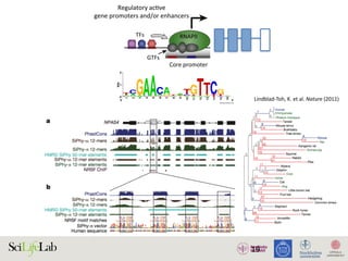 19
TFs
Regulatory acƟve
gene promoters and/or enhancers
Core promoter Core promoter
NDR
GTFs
RNAPII RNAPII
)
)
(B)
(i) Silent state
Enhancer
(ii) SƟmulus-in
Enhancer
(iii) Lagged ge
(i) (ii)
Enhancer
w
RNAPII
transcripƟon
Low abundance
of factors
InacƟve
regulatory
element
AcƟve regulatory element
Promoter strength and/or transcripƟonal level
High
High abundance
of factors
1. Active regulatory elements are divergently transcribed. (A) Both regulatory active gene promoters and gene-distal enhance
II) recruitment and transcription initiation are mediated by general transcription factors (GTFs) binding core promoter re
somes. This is facilitated by transcription factors (TFs), which often bind proximal to core promoters. Transcription often initiat
ucleosome-depleted region (NDR). (B) Gene expression is often preceded by, or changes concurrently with, changes in
xpressed) state (i), enhancers and promoters may, or may not, bind RNAPII. Upon stimulus (ii), transcriptional activity at enhance
ocal transcription and increases in RNAPII recruitment at the target gene promoter. (iii) Gene expression may lag behind trans
Lindblad-Toh,	K.	et	al.	Nature	(2011)
 