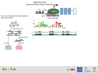 20
TFs
Regulatory acƟve
gene promoters and/or enhancers
Core promoter Core promoter
NDR
GTFs
RNAPII RNAPII
)
)
(B)
(i) Silent state
Enhancer
(ii) SƟmulus-in
Enhancer
(iii) Lagged ge
(i) (ii)
Enhancer
w
RNAPII
transcripƟon
Low abundance
of factors
InacƟve
regulatory
element
AcƟve regulatory element
Promoter strength and/or transcripƟonal level
High
High abundance
of factors
1. Active regulatory elements are divergently transcribed. (A) Both regulatory active gene promoters and gene-distal enhance
II) recruitment and transcription initiation are mediated by general transcription factors (GTFs) binding core promoter re
somes. This is facilitated by transcription factors (TFs), which often bind proximal to core promoters. Transcription often initiat
ucleosome-depleted region (NDR). (B) Gene expression is often preceded by, or changes concurrently with, changes in
xpressed) state (i), enhancers and promoters may, or may not, bind RNAPII. Upon stimulus (ii), transcriptional activity at enhance
ocal transcription and increases in RNAPII recruitment at the target gene promoter. (iii) Gene expression may lag behind trans
Kim,	T.H.	and	B.	Ren,	Annu	Rev	Genomics	
Hum	Genet,	2006		
 