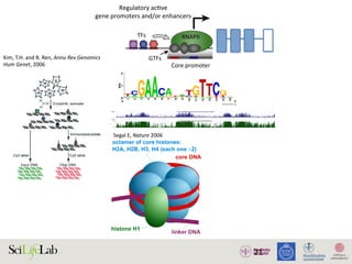 21
TFs
Regulatory acƟve
gene promoters and/or enhancers
Core promoter Core promoter
NDR
GTFs
RNAPII RNAPII
)
)
(B)
(i) Silent state
Enhancer
(ii) SƟmulus-in
Enhancer
(iii) Lagged ge
(i) (ii)
Enhancer
w
RNAPII
transcripƟon
Low abundance
of factors
InacƟve
regulatory
element
AcƟve regulatory element
Promoter strength and/or transcripƟonal level
High
High abundance
of factors
1. Active regulatory elements are divergently transcribed. (A) Both regulatory active gene promoters and gene-distal enhance
II) recruitment and transcription initiation are mediated by general transcription factors (GTFs) binding core promoter re
somes. This is facilitated by transcription factors (TFs), which often bind proximal to core promoters. Transcription often initiat
ucleosome-depleted region (NDR). (B) Gene expression is often preceded by, or changes concurrently with, changes in
xpressed) state (i), enhancers and promoters may, or may not, bind RNAPII. Upon stimulus (ii), transcriptional activity at enhance
ocal transcription and increases in RNAPII recruitment at the target gene promoter. (iii) Gene expression may lag behind trans
Kim,	T.H.	and	B.	Ren,	Annu	Rev	Genomics	
Hum	Genet,	2006		
Segal	E,	Nature	2006		
 
