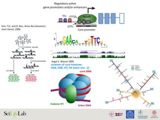 22
TFs
Regulatory acƟve
gene promoters and/or enhancers
Core promoter Core promoter
NDR
GTFs
RNAPII RNAPII
)
)
(B)
(i) Silent state
Enhancer
(ii) SƟmulus-in
Enhancer
(iii) Lagged ge
(i) (ii)
Enhancer
w
RNAPII
transcripƟon
Low abundance
of factors
InacƟve
regulatory
element
AcƟve regulatory element
Promoter strength and/or transcripƟonal level
High
High abundance
of factors
1. Active regulatory elements are divergently transcribed. (A) Both regulatory active gene promoters and gene-distal enhance
II) recruitment and transcription initiation are mediated by general transcription factors (GTFs) binding core promoter re
somes. This is facilitated by transcription factors (TFs), which often bind proximal to core promoters. Transcription often initiat
ucleosome-depleted region (NDR). (B) Gene expression is often preceded by, or changes concurrently with, changes in
xpressed) state (i), enhancers and promoters may, or may not, bind RNAPII. Upon stimulus (ii), transcriptional activity at enhance
ocal transcription and increases in RNAPII recruitment at the target gene promoter. (iii) Gene expression may lag behind trans
Kim,	T.H.	and	B.	Ren,	Annu	Rev	Genomics	
Hum	Genet,	2006		
Segal	E,	Nature	2006		
 