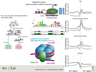 23
TFs
Regulatory acƟve
gene promoters and/or enhancers
Core promoter Core promoter
NDR
GTFs
RNAPII RNAPII
)
)
(B)
(i) Silent state
Enhancer
(ii) SƟmulus-in
Enhancer
(iii) Lagged ge
(i) (ii)
Enhancer
w
RNAPII
transcripƟon
Low abundance
of factors
InacƟve
regulatory
element
AcƟve regulatory element
Promoter strength and/or transcripƟonal level
High
High abundance
of factors
1. Active regulatory elements are divergently transcribed. (A) Both regulatory active gene promoters and gene-distal enhance
II) recruitment and transcription initiation are mediated by general transcription factors (GTFs) binding core promoter re
somes. This is facilitated by transcription factors (TFs), which often bind proximal to core promoters. Transcription often initiat
ucleosome-depleted region (NDR). (B) Gene expression is often preceded by, or changes concurrently with, changes in
xpressed) state (i), enhancers and promoters may, or may not, bind RNAPII. Upon stimulus (ii), transcriptional activity at enhance
ocal transcription and increases in RNAPII recruitment at the target gene promoter. (iii) Gene expression may lag behind trans
Kim,	T.H.	and	B.	Ren,	Annu	Rev	Genomics	
Hum	Genet,	2006		
Andersson	R	et	al.,	Genome	Research	2009		
 