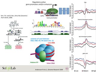 24
TFs
Regulatory acƟve
gene promoters and/or enhancers
Core promoter Core promoter
NDR
GTFs
RNAPII RNAPII
)
)
(B)
(i) Silent state
Enhancer
(ii) SƟmulus-in
Enhancer
(iii) Lagged ge
(i) (ii)
Enhancer
w
RNAPII
transcripƟon
Low abundance
of factors
InacƟve
regulatory
element
AcƟve regulatory element
Promoter strength and/or transcripƟonal level
High
High abundance
of factors
1. Active regulatory elements are divergently transcribed. (A) Both regulatory active gene promoters and gene-distal enhance
II) recruitment and transcription initiation are mediated by general transcription factors (GTFs) binding core promoter re
somes. This is facilitated by transcription factors (TFs), which often bind proximal to core promoters. Transcription often initiat
ucleosome-depleted region (NDR). (B) Gene expression is often preceded by, or changes concurrently with, changes in
xpressed) state (i), enhancers and promoters may, or may not, bind RNAPII. Upon stimulus (ii), transcriptional activity at enhance
ocal transcription and increases in RNAPII recruitment at the target gene promoter. (iii) Gene expression may lag behind trans
Kim,	T.H.	and	B.	Ren,	Annu	Rev	Genomics	
Hum	Genet,	2006		
Andersson	R	et	al.,	Genome	Research	2009		
 