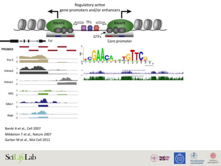25
TFs
Regulatory acƟve
gene promoters and/or enhancers
Core promoter Core promoter
NDR
GTFs
RNAPII RNAPII
)
)
(B)
(i) Silent state
Enhancer
(ii) SƟmulus-in
Enhancer
(iii) Lagged ge
(i) (ii)
Enhancer
w
RNAPII
transcripƟon
Low abundance
of factors
InacƟve
regulatory
element
AcƟve regulatory element
Promoter strength and/or transcripƟonal level
High
High abundance
of factors
1. Active regulatory elements are divergently transcribed. (A) Both regulatory active gene promoters and gene-distal enhance
II) recruitment and transcription initiation are mediated by general transcription factors (GTFs) binding core promoter re
somes. This is facilitated by transcription factors (TFs), which often bind proximal to core promoters. Transcription often initiat
ucleosome-depleted region (NDR). (B) Gene expression is often preceded by, or changes concurrently with, changes in
xpressed) state (i), enhancers and promoters may, or may not, bind RNAPII. Upon stimulus (ii), transcriptional activity at enhance
ocal transcription and increases in RNAPII recruitment at the target gene promoter. (iii) Gene expression may lag behind trans
Barski	A	et	al.,	Cell	2007		
Garber	M	et	al.,	Mol	Cell	2012		
Mikkelsen	T	et	al.,	Nature	2007		
 