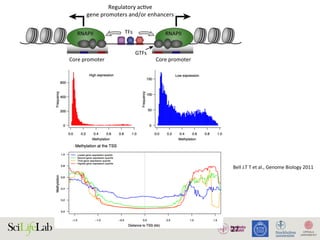 27
TFs
Regulatory acƟve
gene promoters and/or enhancers
Core promoter Core promoter
NDR
GTFs
RNAPII RNAPII
)
)
(B)
(i) Silent state
Enhancer
(ii) SƟmulus-in
Enhancer
(iii) Lagged ge
(i) (ii)
Enhancer
w
RNAPII
transcripƟon
Low abundance
of factors
InacƟve
regulatory
element
AcƟve regulatory element
Promoter strength and/or transcripƟonal level
High
High abundance
of factors
1. Active regulatory elements are divergently transcribed. (A) Both regulatory active gene promoters and gene-distal enhance
II) recruitment and transcription initiation are mediated by general transcription factors (GTFs) binding core promoter re
somes. This is facilitated by transcription factors (TFs), which often bind proximal to core promoters. Transcription often initiat
ucleosome-depleted region (NDR). (B) Gene expression is often preceded by, or changes concurrently with, changes in
xpressed) state (i), enhancers and promoters may, or may not, bind RNAPII. Upon stimulus (ii), transcriptional activity at enhance
ocal transcription and increases in RNAPII recruitment at the target gene promoter. (iii) Gene expression may lag behind trans
Bell	J.T	T	et	al.,	Genome	Biology	2011		
 