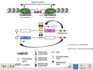 28
TFs
Regulatory acƟve
gene promoters and/or enhancers
Core promoter Core promoter
NDR
GTFs
RNAPII RNAPII
)
)
(B)
(i) Silent state
Enhancer
(ii) SƟmulus-in
Enhancer
(iii) Lagged ge
(i) (ii)
Enhancer
w
RNAPII
transcripƟon
Low abundance
of factors
InacƟve
regulatory
element
AcƟve regulatory element
Promoter strength and/or transcripƟonal level
High
High abundance
of factors
1. Active regulatory elements are divergently transcribed. (A) Both regulatory active gene promoters and gene-distal enhance
II) recruitment and transcription initiation are mediated by general transcription factors (GTFs) binding core promoter re
somes. This is facilitated by transcription factors (TFs), which often bind proximal to core promoters. Transcription often initiat
ucleosome-depleted region (NDR). (B) Gene expression is often preceded by, or changes concurrently with, changes in
xpressed) state (i), enhancers and promoters may, or may not, bind RNAPII. Upon stimulus (ii), transcriptional activity at enhance
ocal transcription and increases in RNAPII recruitment at the target gene promoter. (iii) Gene expression may lag behind trans
Murrell	A	et	al.,	Human	Mol	Genet	2004	
van	Laere	AS	et	al.,	Nature	2003		
 