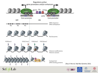 29
TFs
Regulatory acƟve
gene promoters and/or enhancers
Core promoter Core promoter
NDR
GTFs
RNAPII RNAPII
)
)
(B)
(i) Silent state
Enhancer
(ii) SƟmulus-in
Enhancer
(iii) Lagged ge
(i) (ii)
Enhancer
w
RNAPII
transcripƟon
Low abundance
of factors
InacƟve
regulatory
element
AcƟve regulatory element
Promoter strength and/or transcripƟonal level
High
High abundance
of factors
1. Active regulatory elements are divergently transcribed. (A) Both regulatory active gene promoters and gene-distal enhance
II) recruitment and transcription initiation are mediated by general transcription factors (GTFs) binding core promoter re
somes. This is facilitated by transcription factors (TFs), which often bind proximal to core promoters. Transcription often initiat
ucleosome-depleted region (NDR). (B) Gene expression is often preceded by, or changes concurrently with, changes in
xpressed) state (i), enhancers and promoters may, or may not, bind RNAPII. Upon stimulus (ii), transcriptional activity at enhance
ocal transcription and increases in RNAPII recruitment at the target gene promoter. (iii) Gene expression may lag behind trans
location, composition and turnover of nucle
and the patterns of post-translational histone m
tions. Technological advances in microarrays a
generation sequencing have enabled many of the
to be scaled genome-wide. Notable examples
the DNase I–seq9,10
, FAIRE–seq11
and Sono–seq12
a
chromatin accessibility; whole-genome and r
representation bisulphite sequencing (BS-seq
MeDIP-seq15
assays for DNA methylation;
MNase–seq16,17
and CATCH–IT18
assays for elu
nucleosome position and turnover, respective
technologies and their integration have been ex
reviewed elsewhere19,20
. In this section, we focu
tone modifications and, in particular, on how
wide ChIP–seq-mapping studies have enhan
understanding of the chromatin landscape.
Mapping histone modifications genome-wide. A
ChIP has been used since 1988 (REF. 21) to pro
matin structure at individual loci, its combinat
microarraysand,morerecently,next-generation
ing has provided far more precise and compr
views of histone modification landscapes, wh
highlighted roles for chromatin structures acros
genomic features and elements that were not
REVIEWS
Zhou	V	W	et	al.	Nat	Rev	Genetics	2011	
 