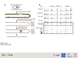 Wenfei	J	et	al.		
Nature	25	Nov	2015	
arepredictiveofgeneexpression.Finally,weapplyscDNase-seqtopools even single cells (Fig. 1a). A
g h i1,000 cells
62,704
Cell 1
40,855
Cell 1
40,855
Cell 2
40,918
a
FACS-sorted single cell
Lyse and digest with DNase I
Stop reaction, add circular carrier DNA
end-repair and adaptor ligation
PCR amplification of
small DNA fragments
Isolate desired fragments and sequencing
Schema of scDNase-seq
1,000 cells
62,704
Pooled five cells
49,988
0 0.01 0.02 0.03
0
0.01
0.02
0.03
Tagdensityof1,000cells
Tag density of 10,000 cells
r = 0.97
0 0.01 0.02 0.03
0
0.01
0.02
0.03
Tagdensityof100cells
Tag density of 1,000 cells
r = 0.79
c d e f
Tagdensityof1,000cells
0 0.01 0.02 0.03
0
0.01
0.02
0.03
Tag density of pooled single cells
r = 0.73
0 0.01 0.02 0.03
0
0.01
0.02
0.03
Tag density of cell 1
Tagdensityofcell2
r = 0.90
b
Chr7:
10,000 cells
1,000 cells
100 cells
Five single
3T3 cells
ENCODE
Fourteen single
ESCs
0
2
4
52150000 5225000050 kb
Fig
in
of
so
wi
lig
am
DN
dis
an
tra
de
14
the
lib
g–
ov
 