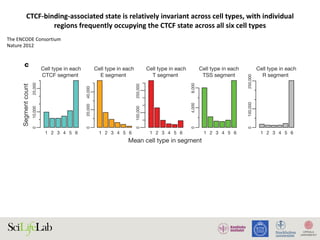 R
T
PF
WE
CTCF
E
TSS
Segment class
TAF1
BRCA1
POLR2A
FOS
CHD2
NRF1
POLR3A
STAT3
EP300
Depleted
(log2 = −10.0)
1 2 3 4 5 6 1 2 3 4 5 6
Cell type in each
CTCF segment
Mean cell type in segment
Segmentcount
010,00025,000
Cell type in each
E segment
020,00040,000
1 2 3 4 5 6 1 2 3 4 5 6
Cell type in each
T segment
0100,000250,000
Cell type in each
TSS segment
04,0008,000
1 2 3 4 5 6
Cell type in each
R segment
0100,000250,000
2
6
10
Percentmethylated
R
CTCF
WE
Seg
c d
Figure 5 | Integration of ENCODE data by genome-wide segmentation.
a, Illustrative region with the two segmentation methods (ChromHMM and
Segway) in a dense view and the combined segmentation expanded to show
each state in GM12878 cells, beneath a compressed view of the GENCODE
gene annotations. Note that at this level of zoom and genome browser
resolution, some segments appear to overlap although they do not.
Segmentation classes are named and coloured according to the scheme in
Table 3. Beneath the segmentations are shown each of the normalized signals
that were used as the input data for the segmentations. Open chromatin signals
from DNase-seq from the University of Washington group (UW DNase) or the
ChIP-seq control sign
input to the segmenta
and RNA (right) elem
expressed as an obser
transcription factor o
map scale shown in t
between cell lines, sho
cell lines at specific ge
in all six cell lines for
methylation level at i
CTCF-binding-associated	state	is	relatively	invariant	across	cell	types,	with	individual	
regions	frequently	occupying	the	CTCF	state	across	all	six	cell	types
The	ENCODE	Consortium	
Nature	2012	
 