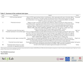 tier 1 and 2 cell lines, we found 3,307 pairs of statistically co-associated
factors (P ,1 3 10216
, GSC) involving114outof a possible117factors
(97%) (Fig. 4a). These include expected associations, such as Jun and
Fos, and some less expected novel associations, such as TCF7L2 with
HNF4-a and FOXA2 (ref. 66; a full listing is given in Supplementary
Table 1, section F). When one considers promoter and intergenic
anonrandomassociationtoothertranscriptionfactors,andtheseassociationsare
dependent on the genomic context, meaning that once the genome is separated
into promoter proximal and distal regions, the overall levels of co-association
boxesA and B, respectively.Thethird column shows a set oftranscription factors
that show stronger association in distal regions (in the H1 hESC line). An
interactive version of this figure is available in the online version of the paper.
Table 3 | Summary of the combined state types
Label Description Details* Colour
CTCF CTCF-enriched element Sites of CTCF signal lacking histone modifications, often associated with open chromatin. Many
probably have a function in insulator assays, but because of the multifunctional nature of CTCF, we
are conservative in our description. Also enriched for the cohesin components RAD21 and SMC3;
CTCF is known to recruit the cohesin complex.
Turquoise
E Predicted enhancer Regions of open chromatin associated with H3K4me1 signal. Enriched for other enhancer-
associated marks, including transcription factors known to act at enhancers. In enhancer assays,
many of these (.50%) function as enhancers. A more conservative alternative would be cis-
regulatory regions. Enriched for sites for the proteins encoded by EP300, FOS, FOSL1, GATA2,
HDAC8, JUNB, JUND, NFE2, SMARCA4, SMARCB1, SIRT6 and TAL1 genes in K562 cells. Have
nuclear and whole-cell RNA signal, particularly poly(A)2 fraction.
Orange
PF Predicted promoter flanking region Regions that generally surround TSS segments (see below). Light red
R Predicted repressed or low-activity region This is a merged state that includes H3K27me3 polycomb-enriched regions, along with regions that
are silent in terms of observed signal for the input assays to the segmentations (low or no signal).
They may have other signals (for example, RNA, not in the segmentation input data). Enriched for
sites for the proteins encoded by REST and some other factors (for example, proteins encoded by
BRF2, CEBPB, MAFK, TRIM28, ZNF274 and SETDB1 genes in K562 cells).
Grey
TSS Predicted promoter region including TSS Found close to or overlapping GENCODE TSS sites. High precision/recall for TSSs. Enriched for
H3K4me3. Sites of open chromatin. Enriched for transcription factors known to act close to promoters
and polymerases Pol II and Pol III. Short RNAs are most enriched in these segments.
Bright red
T Predicted transcribed region Overlap gene bodies with H3K36me3 transcriptional elongation signal. Enriched for phosphorylated
form of Pol II signal (elongating polymerase) and poly(A)1
RNA, especially cytoplasmic.
Dark green
WE Predicted weak enhancer or open
chromatin cis-regulatory element
Similar to the E state, but weaker signals and weaker enrichments. Yellow
* Where specific enrichments or overlaps are identified, these are derived from analysis in GM12878 and/or K562 cells where the data for comparison is richest. The colours indicated are used in Figs 5 and 7 and in
display of these tracks from the ENCODE data hub.
6 4 | N A T U R E | V O L 4 8 9 | 6 S E P T E M B E R 2 0 1 2
Macmillan Publishers Limited. All rights reserved©2012
The	ENCODE	Consortium	
Nature	2012	
 