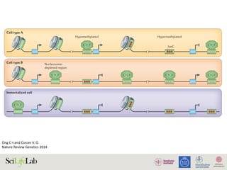 CTCF
Nature Reviews | Genetics
5mC
Nucleosome-
depleted region
Cell type A
HypermethylatedHypomethylated
CTCF
Cell type B
Immortalized cell
CTCF
CTCFCTCF CTCF
CTCF
Figure 2 | Regulation of CTCF binding to DNA. Constitutive binding sites of CCCTC-binding factor (CTCF), which
are bound by CTCF in cells from different tissues, are present in non-methylated and nucleosome-free regions.
Cell-type-specific CTCF binding is partly regulated by differential DNA methylation and nucleosome occupancy across
different cell types. This suggests that cells can use ATP-dependent chromatin remodelling complexes to regulate
nucleosome occupancy at specific CTCF-binding sites and control the interaction of this protein with DNA. In addition,
the methylation status of cell-type-specific CTCF-binding sites may be determined by a combination of activities of
methyltransferases and ten-eleven translocation (TET) enzymes that regulate the presence and levels of
5-methylcytosine (5mC) at specific sites. Immortalized cancer cell lines contain high levels of 5mC at CTCF-binding
sites, which correlates with the low CTCF occupancy in these cells. Filled red circles represent methylated DNA, and
open circles denote unmethylated DNA.
REVIEWS
Ong	C-t	and	Corces	V.	G.	
Nature	Review	Genetics	2014	
 