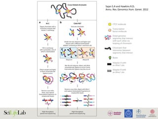 CTCF molecule
Biotin
Adapter A with
an Mme1 site
Adapter B with
an Mme1 site
Chromatin that
intervenes between
segments that interact
Distal genomic
segments that interact
with each other via
looping of chromatin
Transcription
factor molecule
1
2
3
4
5
6
7
8
9
Reverse cross-links, digest with Mme1,
and capture biotinylated fragments on
streptavidin beads
Reverse cross-links,
shear, and capture
biotinylated fragments on
streptavidin beads
High-throughput
paired-end sequencing
High-throughput
paired-end sequencing
Dilute sample and ligate
to favor intramolecular
ligation events
a Hi-C
Digest chromatin with a
restriction enzyme that
leaves 5' overhangs
Fill in overhangs
with nucleotides, one of
which is biotinylated
Mix the two aliquots, dilute, and allow
intramolecular ligation to occur (some
intermolecular ligation may also occur)
1
2
3
4
5
6
7
8
9
b ChIA-PET
Sonicate chromatin
Aliquot A Aliquot B
Divide into two aliquots and ligate each
aliquot with a different biotinylated
adapter containing an Mme1 restriction site
Cross-linked chromatin
Annu.Rev.Genom.HumanGenet.2012.13:59-82.Downloadedfromwww.annualreviews.org
AccessprovidedbyUniversityofUppsalaon11/26/15.Forpersonaluseonly.
Additionally, in metaphase chromosomes
the chromatin exists in platelike structures
containing interdigitating layers of irregularly
all regions of the genome contain nucleosomes
at any given time. Nuclease digestion and
other biochemical and genetic methods have
CTCF molecule
Biotin
Adapter A with
an Mme1 site
Adapter B with
an Mme1 site
Chromatin that
intervenes between
segments that interact
Distal genomic
segments that interact
with each other via
looping of chromatin
Transcription
factor molecule
Dilute sample and ligate
to favor intramolecular
ligation events
a Hi-C
Digest chromatin with a
restriction enzyme that
leaves 5' overhangs
Fill in overhangs
with nucleotides, one of
which is biotinylated
Mix the two aliquots, dilute, and allow
intramolecular ligation to occur (some
intermolecular ligation may also occur)
1 3 7
9
b ChIA-PET
Sonicate chromatin
Aliquot A Aliquot B
Divide into two aliquots and ligate each
aliquot with a different biotinylated
adapter containing an Mme1 restriction site
Cross-linked chromatin
Sajan	S.A	and	Hawkins	R.D.	
Annu.	Rev.	Genomics	Hum.	Genet.	2012	
 