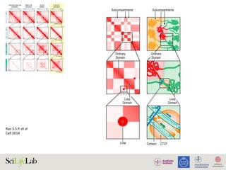 Rao	S.S.P.	et	al		
Cell	2014	
C
D
Figure 1. We Used In Situ Hi-C to Map over 15 Billion Chromatin Contacts across Nine Cell Types in Human and Mouse, Achieving 1 kb
Resolution in Human Lymphoblastoid Cells
(A) During in situ Hi-C, DNA-DNA proximity ligation is performed in intact nuclei.
(B) Contact matrices from chromosome 14: the whole chromosome, at 500 kb resolution (top); 86–96 Mb/50 kb resolution (middle); 94–95 Mb/5 kb resolution
(bottom). Left: GM12878, primary experiment; Right: biological replicate. The 1D regions corresponding to a contact matrix are indicated in the diagrams above
and at left. The intensity of each pixel represents the normalized number of contacts between a pair of loci. Maximum intensity is indicated in the lower left of each
panel.
(C) We compare our map of chromosome 7 in GM12878 (last column) to earlier Hi-C maps: Lieberman-Aiden et al. (2009), Kalhor et al. (2012), and Jin et al. (2013).
(D) Overview of features revealed by our Hi-C maps. Top: the long-range contact pattern of a locus (left) indicates its nuclear neighborhood (right). We detect at
least six subcompartments, each bearing a distinctive pattern of epigenetic features. Middle: squares of enhanced contact frequency along the diagonal (left)
indicate the presence of small domains of condensed chromatin, whose median length is 185 kb (right). Bottom: peaks in the contact map (left) indicate the
presence of loops (right). These loops tend to lie at domain boundaries and bind CTCF in a convergent orientation.
See also Figure S1, Data S1, I–II, and Tables S1 and S2.
Cell 159, 1665–1680, December 18, 2014 ª2014 Elsevier Inc. 1667
D
er 15 Billion Chromatin Contacts across Nine Cell Types in Human and Mouse, Achieving 1 kb
on is performed in intact nuclei.
 