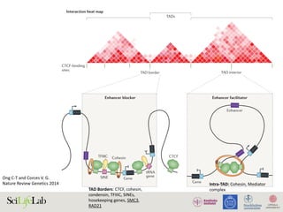 TFIIIC Cohesin
SINE
tRNA
gene
Gene
Enhancer
c
b
a Interaction heat map
Enhancer facilitatorEnhancer blocker
Gene
CTCF
TAD interiorTAD border
CTCF-binding
sites
TADs
Ong	C-T	and	Corces	V.	G.	
Nature	Review	Genetics	2014	
TAD	Borders:	CTCF,	cohesin,	
condensin,	TFIIIC,	SINEs,	
hosekeeping	genes,	SMC3,	
RAD21
Intra-TAD:	Cohesin,	Mediator	
complex
 