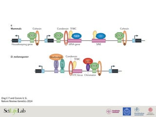 Ong	C-T	and	Corces	V.	G.	
Nature	Review	Genetics	2014	
Cohesin
Nature Reviews | Genetics
Housekeeping gene tRNA gene
Cp190
D. melanogaster
ChromatorETC locus
SINE
tRNA
gene
Gene
CTCF
CTCFCTCF CTCF Pol III
SINE
TFIIICMammals
c
Condensin
Gene
TFIIIC
CondensinSu(Hw)
BEAF-32
Mod(mdg4)
Cohesin
Figure 7 |CTCF regulates three-dimensional genome architecture. a | Schematic data generated by Hi-C in
mammalian cells are shown in an interaction heat map of a ~2.5-Mb chromosome segment. The topologically associating
domains (TADs) and their borders are indicated. b | The presence of multiple binding sites for CCCTC-binding factor
(CTCF) and TFIIIC at TAD borders may contribute to the establishment of the border. This arrangement may provide an
explanation for the observed function of CTCF as an enhancer blocker. Conversely, CTCF-binding sites within TADs may
facilitate enhancer–promoter looping through the recruitment of cohesin. The blue box denotes the promoter of the
gene. c | Chromatin features of TAD borders in mammals and are shown. The TAD borders in
mammals are enriched for housekeeping and tRNA genes, short interspersed nuclear elements (SINEs) and
CTCF-binding sites. In , they are enriched for highly transcribed genes and clusters of binding sites for
various architectural proteins, such as Suppressor of Hairy wing (Su(Hw)), Modifier of mdg4 (Mod(mdg4)) and Boundary
element-associated factor of 32 kDa (BEAF-32). The roles of TFIIIC, cohesin and condensin proteins in mediating TAD
 