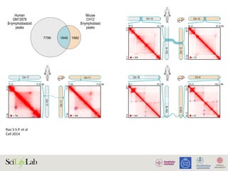 Rao	S.S.P.	et	al		
Cell	2014	
t the appearance of a loop in a cell type was frequently
companied by the activation of a gene whose promoter over-
ped one of the peak loci. For example, a cell-type-speciﬁc
markedly upregulated in GM12878. When we compa
GM12878 to the ﬁve other human cell types for which ENCO
RNA-seq data were available, the results were very sim
C
E
ure 4. Loops Are Often Preserved across Cell Types and from Human to Mouse
Examples of peak and domain preservation across cell types. Annotated peaks are circled in blue. All annotations are completely independent.
Of the 3,331 loops we annotate in mouse CH12-LX, 1,649 (50%) are orthologous to loops in human GM12878.
E) Conservation of 3D structure in synteny blocks. The contact matrices in (C) are shown at 25 kb resolution. (D) and (E) are shown at 10 kb resolution
 