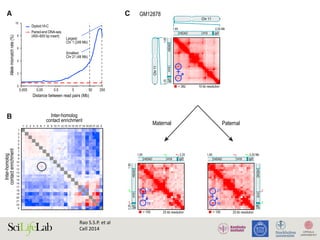 A C
B
D E
Figure 7. Diploid
domains and
CTCF-Binding Ta
tive X Chromoso
(A) The frequency o
in SNP allele assign
two paired read
read pairs are over
(B) Preferential int
Left/top is materna
aberrant contact
and 11/paternal (ci
(C) Top: in our unp
we observe two loo
the maternally-exp
the paternally-exp
HIDAD. Using diplo
loops: the HIDAD-H
maternal homolog
present only on the
(D) The inactive (pa
(bottom) is partitio
domains’’ not seen
(top). DXZ4 lies at t
are shown at 500 k
(E) The ‘‘superloop
present in the unp
the paternal GM12
the map of the fe
right); it is absent fr
Rao	S.S.P.	et	al		
Cell	2014	
 