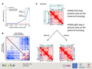 A C
B
D E
Figure 7. Diploid
domains and
CTCF-Binding Ta
tive X Chromoso
(A) The frequency o
in SNP allele assign
two paired read
read pairs are over
(B) Preferential int
Left/top is materna
aberrant contact
and 11/paternal (ci
(C) Top: in our unp
we observe two loo
the maternally-exp
the paternally-exp
HIDAD. Using diplo
loops: the HIDAD-H
maternal homolog
present only on the
(D) The inactive (pa
(bottom) is partitio
domains’’ not seen
(top). DXZ4 lies at t
are shown at 500 k
(E) The ‘‘superloop
present in the unp
the paternal GM12
the map of the fe
right); it is absent fr
HIDAD-H19	loop	
present	only	on	the	
maternal	homolog	
!
!
HIDAD-Igf2	loop	is	
present	only	on	the	
paternal	homolog	
Rao	S.S.P.	et	al		
Cell	2014	
 