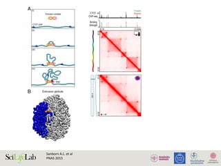 Sanborn	A.L.	et	al		
PNAS	2015	
tribution of 3D
explains a much
r, it provides a
form between
n the same cell
del also explains
ental data.
l Results, Given
whether the ex-
ental results in
data alone.
arget region on
ated an in silico
adding forward
observed in ex-
rength of each
unit would halt)
hor orientation
motif associated
ta.
mer in a solvent
sulting contact
ned using Hi-C
ks and contact
d appropriate ɣ
in. The results
S12D).
ing the tension
n CTCF ChIP-
n based on the
k. However, to
mental results,
es that do not
on: Loops were
and the likeli-
h of the peaks,
e number and
simulations did
l (SI Appendix,
20.3022.6020.3022.60
20.30 22.60Mb
A
Chr4
CTCF
ChIP-seq
Binding
Strength
B
(i)
(ii)
(iii)
(iv)
Extrusion complex
Stop!
= 90
CTCF motif
-0.70
10-1
10-2
10-3
10-4
104
105
106
C
Forward
Reverse
Distance, bp
Contactprobability
40
0
1
0
Extrusion globule
D
Fig. 5. Model based on loop extrusion makes it possible to recapitulate Hi-C
maps accurately using only CTCF ChIP-Seq results. (A, i and ii) Extrusion
complex loads onto the fiber at a random locus, forming an extremely short-
range loop. (A, iii) As the two subunits move in opposite directions along the
fiber, the loop grows and the extruded fiber forms a domain. (A, iv) When
a subunit detects a motif on the appropriate strand, it can stop sliding.
ND
BIOLOGY
PNASSEECOMMENTARY
l Results, Given
whether the ex-
ental results in
data alone.
arget region on
ated an in silico
adding forward
observed in ex-
rength of each
unit would halt)
hor orientation
motif associated
ta.
mer in a solvent
sulting contact
ned using Hi-C
ks and contact
d appropriate ɣ
in. The results
S12D).
ing the tension
n CTCF ChIP-
n based on the
k. However, to
mental results,
es that do not
on: Loops were
and the likeli-
h of the peaks,
he number and
simulations did
l (SI Appendix,
and Is Consistent
multaneously by
hips among the
” for GM12878
20.3022.6020.3022.60
20.30 22.60Mb
Chr4
CTCF
ChIP-seq
Binding
Strength
B
(iii)
(iv)
Stop!
= 90
10-4
104
105
106
Forward
Reverse
Distance, bp
40
0
1
0
Extrusion globule
D
Fig. 5. Model based on loop extrusion makes it possible to recapitulate Hi-C
maps accurately using only CTCF ChIP-Seq results. (A, i and ii) Extrusion
complex loads onto the fiber at a random locus, forming an extremely short-
range loop. (A, iii) As the two subunits move in opposite directions along the
fiber, the loop grows and the extruded fiber forms a domain. (A, iv) When
a subunit detects a motif on the appropriate strand, it can stop sliding.
Unlike diffusion, extrusion cannot mediate co-location of motifs on different
chromosomes. (B) Three-dimensional rendering of a 3-Mb extrusion globule
from the ensemble described below. Convergent CTCF anchors (orange
spheres) lead to an unknotted loop spanning a compact, spatially segre-
gated contact domain (highlighted in blue). (C) Contact probability vs. dis-
BIOPHYSICSAND
COMPUTATIONALBIOLOGY
SEECO
 