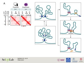 Sanborn	A.L.	et	al		
PNAS	2015	
D
E
A B
A
B
C
133.8 134.55
Chr 1
A
180.3 181.3
CTCF
ChIP-seq
Binding
Strength
Prediction Experiment Prediction Experiment
B
Chr 1
0
1
0
40
0
1
0
1
0
1
0
1
0
400
0
1
0
1
0
1
133.8 134.55 Mb 180.3 181.3 Mb
CTCF
ChIP-seq
Binding
Strength
788
325
10014
X X
X X
X X
XXX
90269
88672
1953141
X X
X X X
X
XX XX
XX
Chr 8 Chr 8
A B C A B C D E F D E F
D
E
A B
C
A
B
C
Chr 1
180.3 181.3
Prediction Experiment
Chr 1
0
1
0
1
0
1
0
1
180.3 181.3 Mb
Binding
Strength
90269
88672
1953141
X X
X
X X
X
XX XX
XX
D E F D E F
SEECOMMENTARY
31.3 32.3
Prediction Experiment
C
Chr 5
0
1
0
1
0
300
31.3 32.3 Mb
CTCF
ChIP-seq
Binding
Strength
X X
X
1509
655
Chr 5
E
Exclusion
0
1
325
23934
6712
18638
12325
X X
X X
1953141
1363122
XX XX
XX
G H I G H I
of CTCF motifs allows reengineering of loops in accordance with the convergent rule; the resulting contact maps can be predicte
lations. (A) Results of CRISPR/Cas9-based genome editing experiments at chr8:133.8–134.55 Mb in HAP1 cells. Extrusion simulat
ata (Right) are shown. (A, first row) Contact map for the WT locus, calculated using in silico simulations (Left), closely matches
experiments (Right). (A, second row) Deletion of A/Forward eliminates the A-B and A-C loops and the contact domain boundar
 