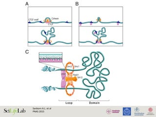Sanborn	A.L.	et	al		
PNAS	2015	
probability exhibits
different exponent
our low-resolution
This value is in
librium. To determ
consistent with a f
mains, we proved a
the Minkowski (fra
is mapped using a f
known theorem of
we find that values
1 and 2, implying t
globule. We illustr
iant of the famou
snakes through a 2D
achieving ɣ close to
nomic questions to
unrelated to biolog
Another way of
simulations to iden
original Hi-C study
external forces natu
ɣ = 1. In the prese
ternal forces, attrac
a role. We found
forces results in a
when external forc
process is symmetri
At the other extrem
along the polymer
Loop Domain
Smc3 Smc1
Rad21
SA1/2
CTCF
A
C
B
CTCF motif
CTCF
Cohesin
Fig. 8. We hypothesize that loops are formed during interphase by an
extrusion mechanism comprising CTCF and cohesin. Here, we illustrate pos-
 