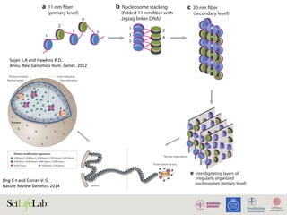 Odd-numbere
nucleosome
Even-number
nucleosome
Plane of
nucleosome la
DNA
Protein scaffo
Chromatin loo
Metaphase
chromosome
1
2
3
4
5
1
3
5
2
41
2
3 5
f Organization of whole
chromosomes inside the
nucleus (quaternary level)
d Loops of 30-nm
fiber (tertiary level)
e Interdigitating layers of
irregularly organized
nucleosomes (tertiary level)
a 11-nm fiber
(primary level)
b Nucleosome stacking
(folded 11-nm fiber with
zigzag linker DNA)
c 30-nm fiber
(secondary level)
Nucleus
Figure 1
Different levels of chromatin compaction. (a) Multiple nucleosomes in a row form the 11-nm ﬁber that is the primary level of
chromatin compaction. Alternating nucleosomes are depicted with blue and green surfaces. (b) The 11-nm ﬁber folds on itself to f
umanGenet.2012.13:59-82.Downloadedfromwww.annualreviews.org
dedbyUniversityofUppsalaon11/26/15.Forpersonaluseonly.
Odd-numbered
nucleosome
Even-numbered
nucleosome
Plane of
nucleosome layers
DNA
Protein scaffold
Chromatin loop
Metaphase
chromosome
1
2
3
4
5
1
3
5
2
41
2
3 5
f Organization of whole
chromosomes inside the
nucleus (quaternary level)
d Loops of 30-nm
fiber (tertiary level)
e Interdigitating layers of
irregularly organized
nucleosomes (tertiary level)
a 11-nm fiber
(primary level)
b Nucleosome stacking
(folded 11-nm fiber with
zigzag linker DNA)
c 30-nm fiber
(secondary level)
Nucleus
Figure 1
Different levels of chromatin compaction. (a) Multiple nucleosomes in a row form the 11-nm ﬁber that is the primary level of
chromatin compaction. Alternating nucleosomes are depicted with blue and green surfaces. (b) The 11-nm ﬁber folds on itself to form
two stacks/columns of nucleosomes such that odd-numbered nucleosomes interact with other odd-numbered nucleosomes and even-
numbered nucleosomes interact with other even-numbered nucleosomes. The linker DNA zigzags between the two nucleosome stacks.
om.HumanGenet.2012.13:59-82.Downloadedfromwww.annualreviews.org
providedbyUniversityofUppsalaon11/26/15.Forpersonaluseonly.
Sajan	S.A	and	Hawkins	R.D.	
Annu.	Rev.	Genomics	Hum.	Genet.	2012	
GG13CH03-Hawkins
ARI
25 July 2012
11:40
Odd-numbered
nucleosome
Even-numbered
nucleosome
Plane of
nucleosome layers
DNA
Protein scaffold
Chromatin loop
Metaphase
chromosome
1
2 3
4
5
1
3
5
2
4
1
2 3
5
f Organization of whole
chromosomes inside the
nucleus (quaternary level)
d Loops of 30-nm
fiber (tertiary level)
e Interdigitating layers of
irregularly organized
nucleosomes (tertiary level)
a 11-nm fiber
(primary level)
b Nucleosome stacking
(folded 11-nm fiber with
zigzag linker DNA)
c 30-nm fiber
(secondary level)
Nucleus
Figure 1
ent levels of chromatin compaction. (a) Multiple nucleosomes in a row form the 11-nm ﬁber that is the primary level of
ompaction. Alternating nucleosomes are depicted with blue and green surfaces. (b) The 11-nm ﬁber folds on itself to form
s of nucleosomes such that odd-numbered nucleosomes interact with other odd-numbered nucleosomes and even-
interact with other even-numbered nucleosomes. The linker DNA zigzags between the two nucleosome stacks.
ms a two-start helix to produce the 30-nm chromatin ﬁber that is the secondary level of compaction.
nd forms a more compact ﬁber that is arranged in loops (blue), with some portions attached to a
rtiary levels of compaction. (e) The 30-nm ﬁber may also result in the formation of
leosomes, particularly in metaphase chromosomes. Note that these plates do cont
0-nm ﬁbers or another type. Regardless, this is another tertiary level of
mensional organization of entire chromosomes inside the nucleus a
embrane. The black lines on the pink chromosome represe
Quatern
of chro
the 3D
chro
rel
(Figure
1f). It is
e is affected
within
t.2012.13:59-82.Downloadedfromwww.annualreviews.org
versityofUppsalaon11/26/15.Forpersonaluseonly.
lear
s of
nct
ins
96,97
.
een
asts
ete
ains
were
d to
and
ugh
ted
ned
ted
eri-
ina
ing
ains
fer-
rge
up
the
ma-
also
and
t on
ose
ted
CKs
ons
e in
ave
ned
s. It
Figure 5 | Histone modification signatures associated
with features in the mammalian cell nucleus.
Signature histone modifications correlate with various
nuclear features, although the relationships might be
indirect. Chromatin with modifications generally
associated with active transcription (green dots) often
replicates early, whereas chromatin with generally
repressive modifications (purple dots) replicates late.
Regions enriched for some sets of active modifications
(blue dots) may converge into transcription factories
(TRFs). Blocks of histone H3 lysine 27 trimethylation
(H3K27me3; red dots) may form Polycomb bodies (Pc)
and diffuse domains marked by H3K9me2 or H3K9me3
REVIEWS
ARI
25
July 2012
11:40
Odd-num
bered
nucleosom
e
Even-num
bered
nucleosom
e
Plane of
nucleosom
e layers
DNA
Protein
scaffold
Chrom
atin
loop
M
etaphase
chrom
osom
e
1 2
3
4
5
1
3
5
2
4
1 2
3
5
f Organization
of whole
chrom
osom
es inside the
nucleus (quaternary level)
d
Loops of 30-nm
fiber (tertiary level)
e
Interdigitating
layers of
irregularly organized
nucleosom
es (tertiary level)
a
11-nm
fiber
(prim
ary level)
b
Nucleosom
e stacking
(folded
11-nm
fiber with
zigzag
linker DNA)
c
30-nm
fiber
(secondary level)
Nucleus
ure
1
nt levels of chrom
atin
com
paction. (a) M
ultiple nucleosom
es in
a row
form
the 11-nm
ﬁber that is the pr
n
com
paction. Alternating
nucleosom
es are depicted
with
blue and
green
surfaces. (b) T
he 11-nm
ﬁ
olum
ns of nucleosom
es such
that odd-num
bered
nucleosom
es interact with
other odd-num
b
eosom
es interact with
other even-num
bered
nucleosom
es. T
he linker D
N
A
zigzags be
-nm
ﬁber form
s a two-start helix to
produce the 30-nm
chrom
atin
ﬁber that is th
twists further and
form
s a m
ore com
pact ﬁber that is arranged
in
loops (bl
T
his is one of the tertiary levels of com
paction. (e) T
he 30-nm
ﬁber m
regularly oriented
nucleosom
es, particularly in
m
etaphase chro
unclear whether they are 30-nm
ﬁbers or another type. R
ry level refers to
the three-dim
ensional organizatio
well as with
the inner nuclear m
em
brane. T
h
above.
9,
26)
o
rep-ng.
inner
nuc
known
by
9-82.Downloaded
from
www.annualreviews.org
Uppsalaon
11/26/15.Forpersonaluseonly.
location, composition and turnover of nucleosomes;
and the patterns of post-translational histone modifica-
tions. Technological advances in microarrays and next-
generation sequencing have enabled many of these assays
to be scaled genome-wide. Notable examples include:
the DNase I–seq9,10
, FAIRE–seq11
and Sono–seq12
assays for
chromatin accessibility; whole-genome and reduced-
representation bisulphite sequencing (BS-seq)13,14
and
MeDIP-seq15
assays for DNA methylation; and the
MNase–seq16,17
and CATCH–IT18
assays for elucidating
nucleosome position and turnover, respectively. These
technologies and their integration have been extensively
reviewed elsewhere19,20
. In this section, we focus on his-
tone modifications and, in particular, on how genome-
wide ChIP–seq-mapping studies have enhanced our
understanding of the chromatin landscape.
Mapping histone modifications genome-wide. Although
ChIP has been used since 1988 (REF. 21) to probe chro-
matin structure at individual loci, its combination with
microarraysand,morerecently,next-generationsequenc-
ing has provided far more precise and comprehensive
views of histone modification landscapes, which have
highlighted roles for chromatin structures across diverse
genomic features and elements that were not appreci-
ated in targeted studies. The basis of ChIP is the immu-
noprecipitation step, in which an antibody is used to
enrich chromatin that carries a histone modification (or
other epitope) of interest. In ChIP–seq, next-generation
technology is used to deep sequence the immunoprecip-
itated DNA molecules and thereby produce digital maps
of ChIP enrichment (BOX 1). An example is the compre-
hensive work by Keji Zhao’s group to profile 39 different
histone methylation and acetylation marks genome-wide
in human CD4+
T cells22,23
. These maps and similar data
sets24–26
have associated particular modifications with
gene activation or repression and with various genomic
features, including promoters, transcribed regions,
enhancers and insulators (FIG. 2). These and subsequent
Figure 1 | Layers of chromatin organization in the mammalian cell nucleus.
Broadly, features at different levels of chromatin organization are generally associated
with inactive (off) or active (on) transcription. From the top, genomic DNA is methylated
(Me) on cytosine bases in specific contexts and is packaged into nucleosomes, which
vary in histone composition and histone modifications (for example, histone H3 lysine 9
trimethylation (H3K9me3)); these features constitute the primary layer of chromatin
REVIEWS
Ong	C-t	and	Corces	V.	G.	
Nature	Review	Genetics	2014	
 