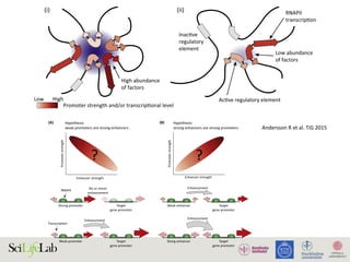(C)
Enha
(iii) Lagge
(i) (ii)
Enha
Low
RNAPII
transcripƟon
Low abundance
of factors
InacƟve
regulatory
element
AcƟve regulatory element
Promoter strength and/or transcripƟonal level
High
High abundance
of factors
Figure 1. Active regulatory elements are divergently transcribed. (A) Both regulatory active gene promoters and gene-distal enh
(RNAPII) recruitment and transcription initiation are mediated by general transcription factors (GTFs) binding core promot
nucleosomes. This is facilitated by transcription factors (TFs), which often bind proximal to core promoters. Transcription often i
the nucleosome-depleted region (NDR). (B) Gene expression is often preceded by, or changes concurrently with, chang
(nonexpressed) state (i), enhancers and promoters may, or may not, bind RNAPII. Upon stimulus (ii), transcriptional activity at enh
with local transcription and increases in RNAPII recruitment at the target gene promoter. (iii) Gene expression may lag behind
Chromatin interactions place regulatory elements in close physical proximity. The individual properties of regulatory elements (c
RNAPII recruitment strengths) as well as context-dependent properties (such as promoter competition, insulation, and core p
formation of multiple regulatory interactions (Box 1). Via regulatory cooperation, multiple regulatory elements may increase the
co-activators, and RNAPII) needed for transcription in RNAPII-enriched foci (i) and thereby achieve in aggregate different levels
RNAPII foci, including fewer regulatory elements (ii). Nucleosome illustrations in (A) reproduced, with permission, from [38]; (
428
Weak enhancer
Enhancement
Target
gene promoter
(B)
Enhancer strength
Hypothesis:
strong enhancers are strong promoters
Promoterstrength
?
Stong enhancer
Enhancement
Target
gene promoter
Enhancement
(A)
Enhancer strength
Promoterstrength
Hypothesis:
weak promoters are strong enhancers
Strong promoter
No or minor
enhancement
Target
gene promoter
Weak promoter Target
gene promoter
?
RNAPII
TranscripƟon
TRENDS in Genetics
Figure 4. Chromatin interactions and strength of regulatory elements determine transcriptional activities. (A) Competition between individual regulatory elements may
Opinion Trends in Genetics August 2015, Vol. 31, No. 8
Andersson	R	et	al.	TiG	2015	
 