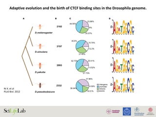 Ni	X.	et	al		
PLoS	Biol.	2012	
Adaptive	evolution	and	the	birth	of	CTCF	binding	sites	in	the	Drosophila	genome.
Figure 1. Conserved binding preference of CTCF. (A) Topological illustration of the phylogenetic relationships between the four Drosophila
species in our study. (B) The number of CTCF binding peaks identified in ChIP-seq experiments in the four Drosophila species. (C) Genomic
distribution of CTCF binding sites in the four Drosophila species. The percentages of CTCF binding sites distributed in different genomic locations are
shown in the four pie charts: intergenic (.1 kb to nearest TSS, purple), promoter (,1 kb to nearest TSS, light blue), intronic (light green), and exonic
(white). In all four species, .90% of the binding sites reside in the noncoding regions with highest percentages in promoter regions. (D) Species-
specific binding motifs. The 9 bp core motif for each species is de novo generated by MEME using the top 2000 ChIP-seq-enriched CTCF binding site
DNA sequences.
doi:10.1371/journal.pbio.1001420.g001
Adaptive Evolution of CTCF Binding Sites
 