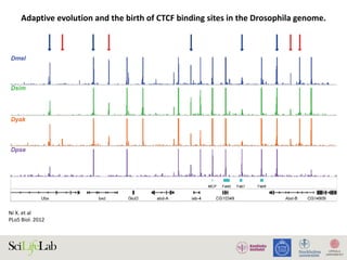 Ni	X.	et	al		
PLoS	Biol.	2012	
Adaptive	evolution	and	the	birth	of	CTCF	binding	sites	in	the	Drosophila	genome.
Adaptive Evolution of CTCF Binding Sites
 