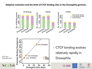 Ni	X.	et	al		
PLoS	Biol.	2012	
Adaptive	evolution	and	the	birth	of	CTCF	binding	sites	in	the	Drosophila	genome.
- CTCF binding evolves
relatively rapidly in
Drosophila
 