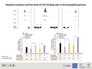 Ni	X.	et	al		
PLoS	Biol.	2012	
Adaptive	evolution	and	the	birth	of	CTCF	binding	sites	in	the	Drosophila	genome.
Figure 4. Functional consequences of CTCF binding evolution. (A–B) CTCF binding evolution is associated with gene expression evolution.
The bar plots show the proportion of genes with diverged expression between (A) D. melanogaster/D. simulans and (B) D. melanogaster/D. yakuba
comparisons associated with different groups of CTCF binding sites: Genome-wide (black), Conserved TWOB (pink), Diverged TWOB (green), Old
FWOB (orange), and Young FWOB (light purple). The table below each bar plot shows the number of genes with diverged and conserved gene
expression in the corresponding comparisons and associated with the corresponding CTCF binding sites. For each groups of CTCF binding sites, the
associated genes are the union of the nearest gene to each binding site. The evolutionary status of gene expression (conserved or diverged) is
determined using triplicate WPP mRNA-seq data through a generalized linear regression framework. Label abbreviations are the same as described in
Figure 3. Significance levels: * p,0.05; **p,0.01; one-sided Fisher’s exact test. (C–E) CTCF binding evolution is correlated with new gene origination.
The four colored wiggle tracks in each of the plots show the ChIP CDP enrichment scores of the four species (D. melanogaster, blue; D. simulans,
green; D. yakuba, orange; D. pseudoobscura, purple) across different genomic regions. CTCF binding peaks are observed in D. melanogaster, D.
simulans, and D. yakuba at flanking genomic regions of newly evolved genes TFII-A-S2 (C) and CheB93a (D). The two genes both originated after the
split of the melanogaster group with the pseudoobscura group. CTCF binding peak is only observed in the D. melanogaster genome in the flanking
genomic regions of D. melanogaster lineage-specific gene sphinx (E).
doi:10.1371/journal.pbio.1001420.g004
PLOS Biology | www.plosbiology.org 8 November 2012 | Volume 10 | Issue 11 | e1001420
Figure 4A,B). Such correlation is also observed when using
microarray data for inferring gene expression divergence (Figure
S14) as well as when using high-sequence coverage sites (Figure
S15). These observations indicate that CTCF binding evolution
impacts gene expression evolution, which previously has been
shown to evolve rapidly and to be shaped by selection in these
species at the WPP stage [51,52].
Selection on gene expression can lead to adaptive evolutionary
signatures in cis-regulatory elements. Indeed, in Drosophila,
adaptive gene expression has been linked to adaptive cis-DNA
evolution [53]. We thus hypothesized that the stronger positive
selection signature observed in the diverged TWOBs might stem
from the sites being associated with diverged expression that has
more directly been subject to natural selection. We calculated and
compared a values for two additional subgroups of TWOB sites:
diverged TWOBs near genes with divergent expression and
conserved TWOBs near genes with conserved expression.
Consistent with our hypothesis, we observed a larger difference
in a values between these two subgroups than between all
conserved and diverged TWOBs (Figures S16 and S17).
CTCF Binding Evolution Is Correlated with the Origin of
New Genes
CTCF binding sites in Drosophila have been associated with
syntenic break points, consistent with their role in delineating the
regulatory architecture of genes [13]. We wished to determine
whether CTCF binding evolution correlates with any other
genome structural evolution. New genes are defined as genes
Adaptive Evolution of CTCF Binding Sites
 