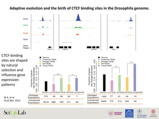 Ni	X.	et	al		
PLoS	Biol.	2012	
Adaptive	evolution	and	the	birth	of	CTCF	binding	sites	in	the	Drosophila	genome.
Figure 4. Functional consequences of CTCF binding evolution. (A–B) CTCF binding evolution is associated with gene expression evolution.
The bar plots show the proportion of genes with diverged expression between (A) D. melanogaster/D. simulans and (B) D. melanogaster/D. yakuba
comparisons associated with different groups of CTCF binding sites: Genome-wide (black), Conserved TWOB (pink), Diverged TWOB (green), Old
FWOB (orange), and Young FWOB (light purple). The table below each bar plot shows the number of genes with diverged and conserved gene
expression in the corresponding comparisons and associated with the corresponding CTCF binding sites. For each groups of CTCF binding sites, the
associated genes are the union of the nearest gene to each binding site. The evolutionary status of gene expression (conserved or diverged) is
determined using triplicate WPP mRNA-seq data through a generalized linear regression framework. Label abbreviations are the same as described in
Figure 3. Significance levels: * p,0.05; **p,0.01; one-sided Fisher’s exact test. (C–E) CTCF binding evolution is correlated with new gene origination.
The four colored wiggle tracks in each of the plots show the ChIP CDP enrichment scores of the four species (D. melanogaster, blue; D. simulans,
green; D. yakuba, orange; D. pseudoobscura, purple) across different genomic regions. CTCF binding peaks are observed in D. melanogaster, D.
simulans, and D. yakuba at flanking genomic regions of newly evolved genes TFII-A-S2 (C) and CheB93a (D). The two genes both originated after the
split of the melanogaster group with the pseudoobscura group. CTCF binding peak is only observed in the D. melanogaster genome in the flanking
genomic regions of D. melanogaster lineage-specific gene sphinx (E).
doi:10.1371/journal.pbio.1001420.g004
PLOS Biology | www.plosbiology.org 8 November 2012 | Volume 10 | Issue 11 | e1001420
Figure 4A,B). Such correlation is also observed when using
microarray data for inferring gene expression divergence (Figure
S14) as well as when using high-sequence coverage sites (Figure
S15). These observations indicate that CTCF binding evolution
impacts gene expression evolution, which previously has been
shown to evolve rapidly and to be shaped by selection in these
species at the WPP stage [51,52].
Selection on gene expression can lead to adaptive evolutionary
signatures in cis-regulatory elements. Indeed, in Drosophila,
adaptive gene expression has been linked to adaptive cis-DNA
evolution [53]. We thus hypothesized that the stronger positive
selection signature observed in the diverged TWOBs might stem
from the sites being associated with diverged expression that has
more directly been subject to natural selection. We calculated and
compared a values for two additional subgroups of TWOB sites:
diverged TWOBs near genes with divergent expression and
conserved TWOBs near genes with conserved expression.
Consistent with our hypothesis, we observed a larger difference
in a values between these two subgroups than between all
conserved and diverged TWOBs (Figures S16 and S17).
CTCF Binding Evolution Is Correlated with the Origin of
New Genes
CTCF binding sites in Drosophila have been associated with
syntenic break points, consistent with their role in delineating the
regulatory architecture of genes [13]. We wished to determine
whether CTCF binding evolution correlates with any other
genome structural evolution. New genes are defined as genes
Adaptive Evolution of CTCF Binding Sites
CTCF-binding	
sites	are	shaped	
by	natural	
selection	and	
influence	gene	
expression	
patterns
 