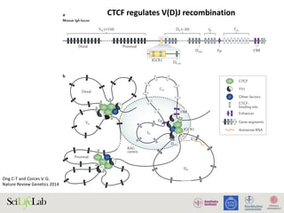 Ong	C-T	and	Corces	V.	G.	
Nature	Review	Genetics	2014	
CTCF	regulates	V(D)J	recombination
Nature Reviews | Genetics
IGCR1
CH
JH
DH
RAG
centre
Distal
VH
Proximal
Distal Proximal
IGCR1
Mouse Igh locus
a
b
VH (>150) DH (~20) JH CH
3′RR
3′RR
Eµ
Eµ
DQ52
DQ52
DFL16
CTCF
YY1
Other factors
CTCF-
binding site
Enhancer
Gene segments
Antisense RNA
Figure 5 | CTCF regulates V(D)J recombination. V(D)J recombination at antigen receptor loci is regulated by chromatin
accessibility, which correlates with active histone modifications and transcription. CCCTC-binding factor (CTCF) may
influence the outcome of V(D)J recombination by regulating enhancer–promoter interactions and locus compaction.
a Igh) locus is shown. b
 
