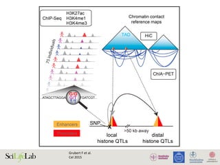 Graphical Abstract
Highlights
d Analyses of variations in histone marks reveal histone QTLs
Authors
Fabian Grubert,
Kasowski, ..., La
Kundaje, Micha
Corresponde
mpsnyder@stan
In Brief
Genetic variatio
can effect coord
chromatin state
both local and d
associations in
context. Integra
expression, chro
chromosome co
a framework for
associated muta
Accession Nu
GSE62742
Grubert	F	et	al.	
Cel	2015	
 