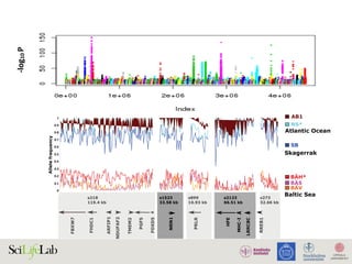 -log10	P
BAS16
BAH53BAS1
BAS21
BAH10
BAS7
BAH43
BAS14
BAH33
BAS6
BAH38
BAH22BAH11
BAH57
BAS5
BAH44
BAS4
BAS19
BAS15BAS13
BAS18
BAH41
BAS12
BAH31
BAS2
1.81 81 81 8
Atlantic Ocean
C
FBXW7
FHDC1
ARFIP1
NDUFAF2
TMEM2
PGF5
FOXD5
NRN1
PRLR
HFE
MHC-I
LRRC8C
RREB1
AB1
NS*
BÄH*
BÄS
BÄV
s218
119.4 kb
s1523
33.58 kb
s899
10.93 kb
s2123
66.51 kb
s273
32.66 kb
NRN1
s1523
33.58 kb
PRLRs899
10.93 kb
FBXW7
FHDC1
ARFIP1
NDUFAF2
TMEM2
PGF5
FOXD5
s218
119.4 kb
HFE
MHC-I
LRRC8C
s2123
66.51 kb
RREB1
s273
32.66 kb
Baltic Sea
Skagerrak
SB
-log10(P)
50
100
0
150
200
0
0.2
0.4
0.6
Fst
119.4 kb
0
0.1
0.2
0.3
0.4
0.5
0.6
0.7
0.8
0.9
1
0.1
0.2
0.3
0.4
0.5
0.6
0.7
0.8
0.9
1
0
Allelefrequency
 