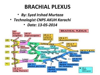 BRACHIAL PLEXUS 
• By: Syed Irshad Murtaza 
• Technologist CNPS AKUH Karachi 
• Date: 13-05-2014 
 