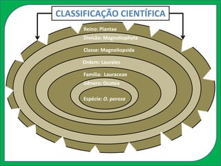 Gênero: Ocotea
CLASSIFICAÇÃO CIENTÍFICA
Família: Lauraceae
Ordem: Laurales
Classe: Magnoliopsida
Divisão: Magnoliophyta
Reino: Plantae
Espécie: O. porosa
 