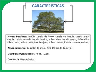 CARACTERISTICAS
- Nomes Populares: imbúia, canela de broto, canela de imbuia, canela preta,
embuia, imbuia amarela, imbuia brasina, imbuia clara, imbuia escura, imbuia lisa,
imbuia parda, imbuia preta, imbuia rajada, imbuia revessa, imbuia zebrinha, umbuia;
- Altura e diâmetro: 15 a 20 m de altura, 50 a 150 cm de diâmetro;
- Distribuição Geográfica: PR, RJ, RS, SC, SP;
- Ocorrência: Mata Atlântica.
 