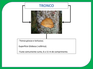 TRONCO
- Tronco grosso e tortuoso;
-Superfície Globosa ( esférica).
- Fuste comumente curto, 6 a 11 m de comprimento.
 