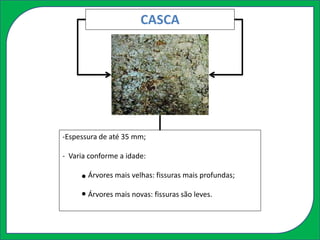 CASCA
-Espessura de até 35 mm;
- Varia conforme a idade:
Árvores mais velhas: fissuras mais profundas;
Árvores mais novas: fissuras são leves.
 