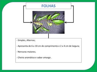 FOLHAS
- Simples, Alternas;
- Apresenta de 6 a 10 cm de comprimento e 2 a 4 cm de largura;
- Nervuras maiores;
- Cheiro aromático e sabor amargo .
 