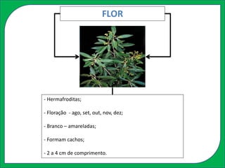 FLOR
- Hermafroditas;
- Floração - ago, set, out, nov, dez;
- Branco – amareladas;
- Formam cachos;
- 2 a 4 cm de comprimento.
 
