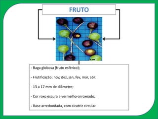 FRUTO
- Baga globosa (fruto esférico);
- Frutificação: nov, dez, jan, fev, mar, abr.
- 13 a 17 mm de diâmetro;
- Cor roxo escura a vermelho-arroxeado;
- Base arredondada, com cicatriz circular.
 