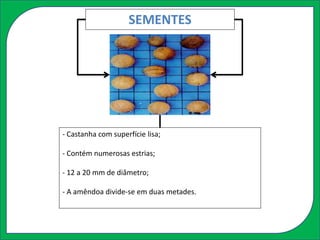SEMENTES
- Castanha com superfície lisa;
- Contém numerosas estrias;
- 12 a 20 mm de diâmetro;
- A amêndoa divide-se em duas metades.
 