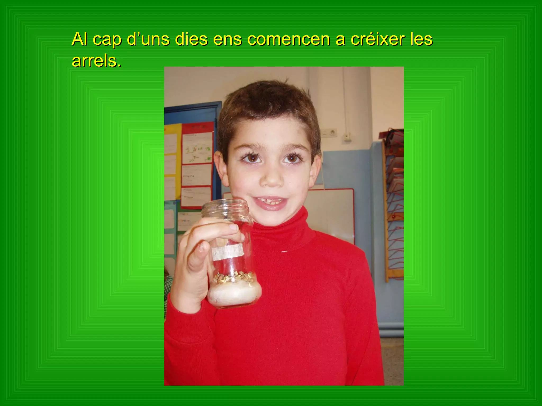 Al cap d’uns dies ens comencen a créixer les arrels. 